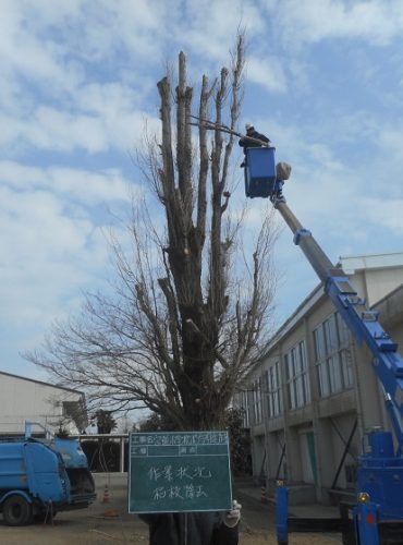 宗道小学校剪定作業