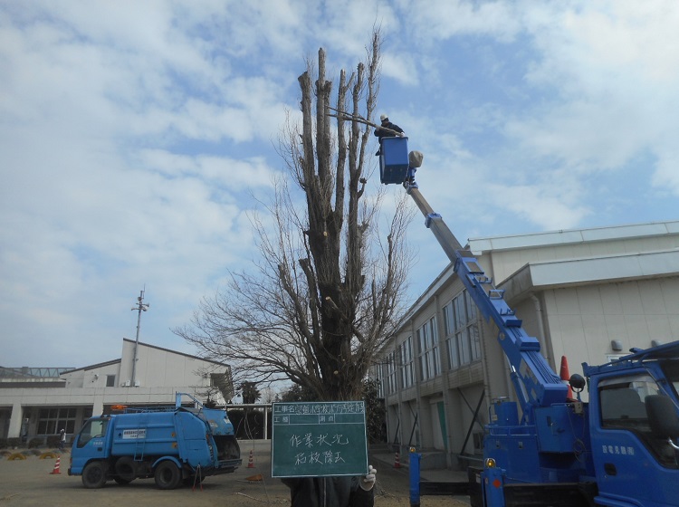 宗道小学校剪定作業