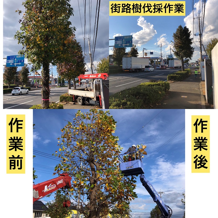 つくば市 街路樹剪定