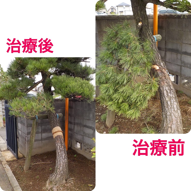 下妻市 樹木治療作業